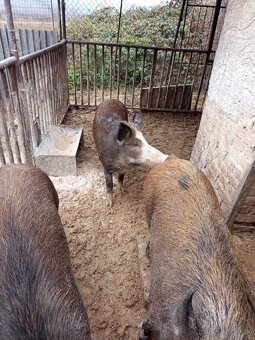 Durok prasa na zabitie 130kg - 10