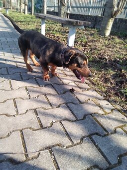 Darujem šteniatko psa - 10