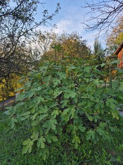 ZÁHRADA S CHATKOU KOŠICE - Košická Nová Ves - Geder 395 m2 - 10