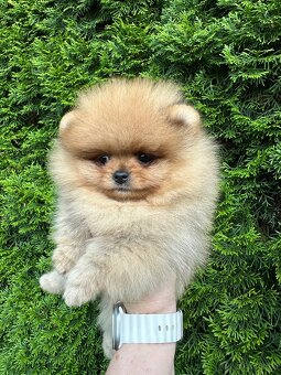 Pomeranian s pp FCI - 10