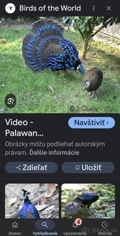 BAŽANT PALAWAN NAPOLEONIS - 10