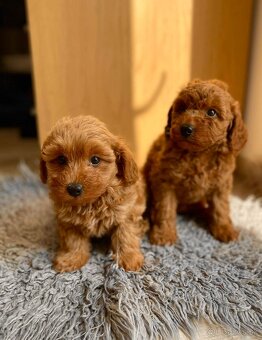 Maltipoo dark red - 10