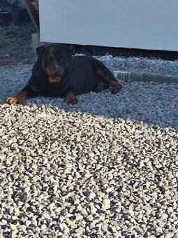 Predám rotvajlera - 10