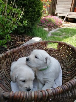 Zlatý retriever - 10