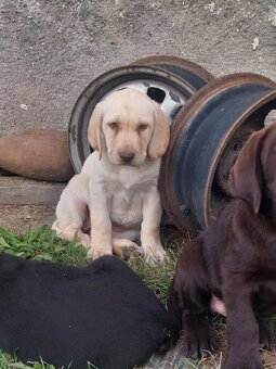 Šteniatka labradora - 10