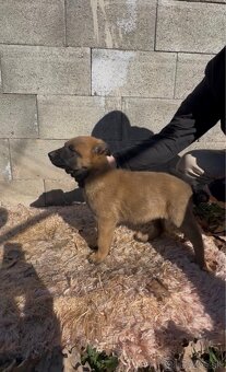 Belgický ovčiak- Malinois - 10