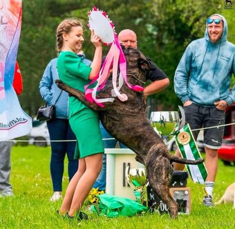 Bullmastiff Steniatko - 10