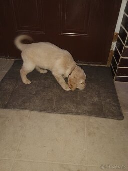 Šteniatka zlatého retrievera - 10