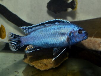 AFRICKÉ CICHLIDY dovoz 9.11 RK-BB - 10