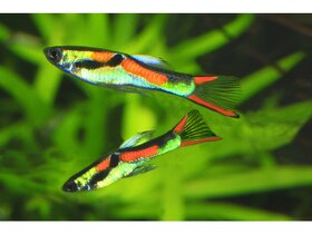 akváriové rybičky - 10