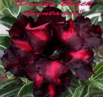 Adenium obesum - semená - 10