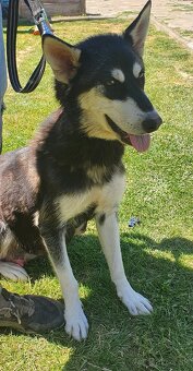 Šteniatka sibirský husky - 10
