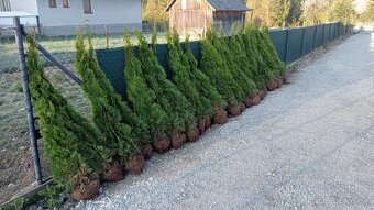 Tuja Smaragd, vavrínovec, červienka -Banská Bystrica a okoli - 10
