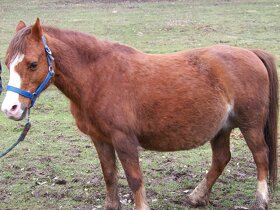 Welsh Pony A/SŠP - 10