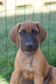 Rhodesian Ridgeback šteniatka s PP IHNEĎ K ODBERU - 10