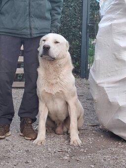 Stredoázijský ovčiak - 10