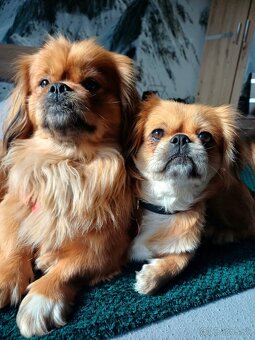 Tibetskỳ spaniel - 10