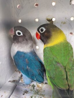 Predám agapornis - 10