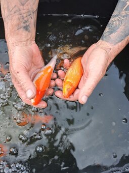 koi kapre - 10