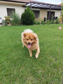 Pomeranian nemecký špic mix. - 10