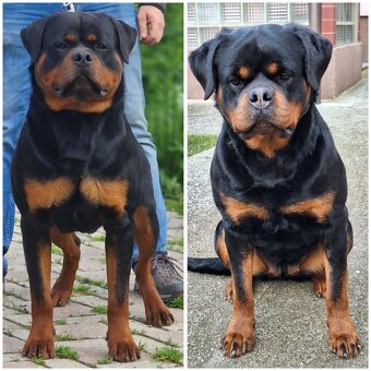 Steniatka rottweilera,rotvajlera,rtw,rotty s PP - 10