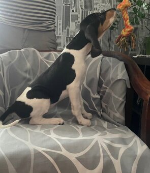 Polovnická šteniatka Švajčiarsky ďurič - Bernský ďurić s PP - 10