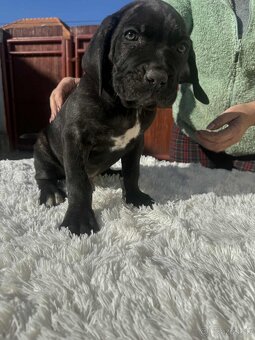 Cane Corso šteniatka - 10