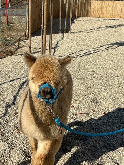 Alpaka samček béžový - 10