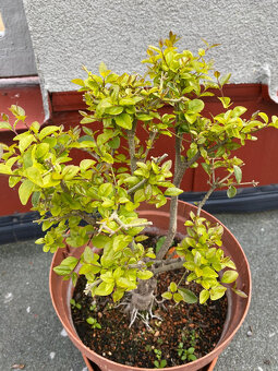 Ligustrum Vtáčí Zob bonsaj - 10