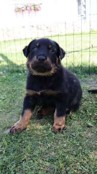 Beauceron - francouzský ovčák -  štěňátka s PP - 10
