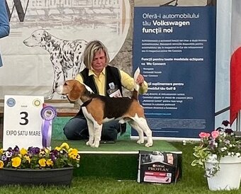 Bigel, bigl, beagle s PP /FCI/ - 10