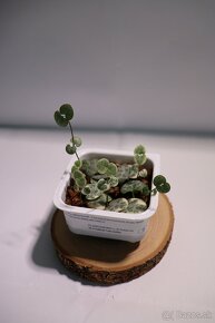 Izbové rastliny - 10