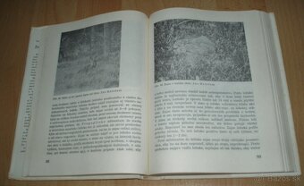 Zajac a králik - 10