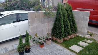 Tuja Smaragd, vavrínovec, červienka - Spišská Nová Ves - 10