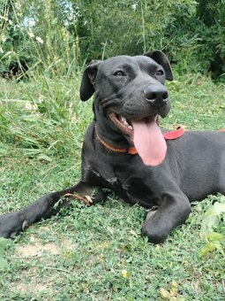 Darujem skvelú rodinnú sučku Daisy - mix bull a labrador - 10