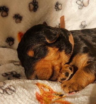 Airedale teriér / Erdelterier - šteniatka s PP - 10