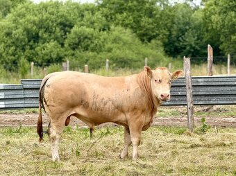 Plemenné býky Blonde d’Aquitaine - 10