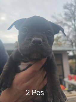 American bully pocket - 10