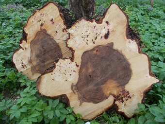 Koláče -  orechové drevo, fošne, rezivo - 10