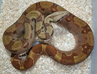 Boa imperator - Keltic VPI Sunglow, Aztec VPI Sunglow - 10