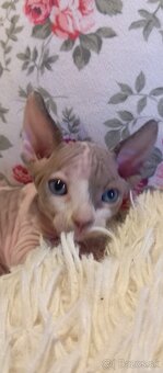 Kanadský sphynx - 10