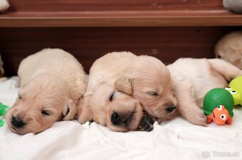 Zlatý retriever/ Golden retriever - 10