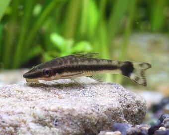 Akvárium 450L Diversa + skrinka + filter + JBL UV lampa + - 10