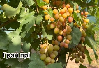 Predám sadenice viniča - 10