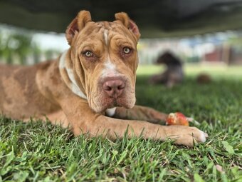 American bully XL - 10
