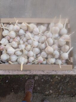 Domáca cibuľa , mrkva a petržlen - 10