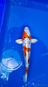 Koi Kapre - 10