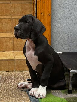 Nemecka doga s PP - 10