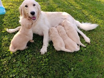 Šteniatka zlatý retriever - 10