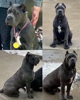 Cane Corso šteniatka s PP / predbežná rezervácia - 10